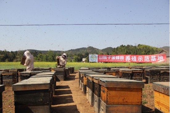 山妹子蜜蜂园养殖示范基地